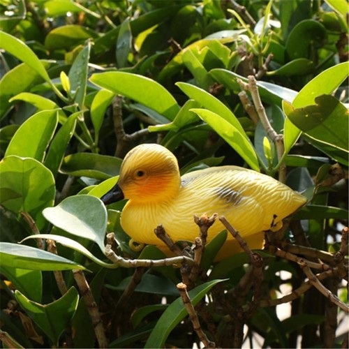 Floating duck ducklings - duck,