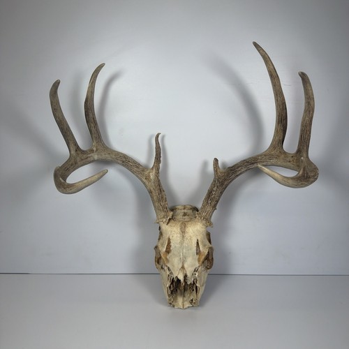 Real whitetail deer point - whitetail,