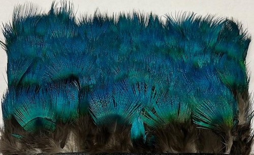 Blue peacock neck - neck, feathers