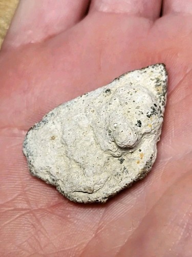 Saltasaurus egg shell myo - 70,