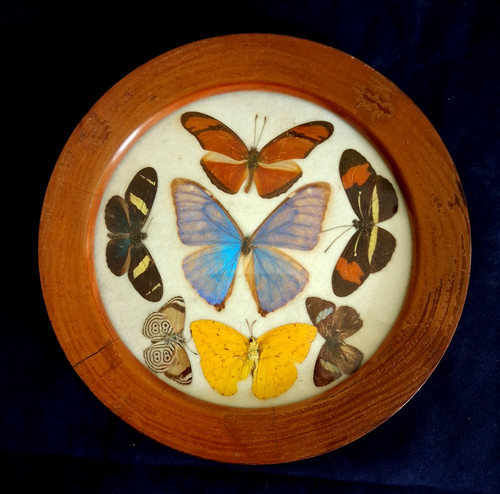 Vintage butterfly moth - vintage, /