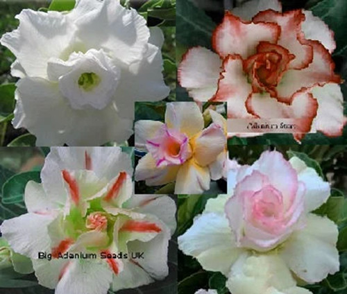 100 white adenium mix - 100, x