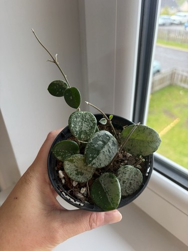 Hoya mathilde splash - hoya, pot