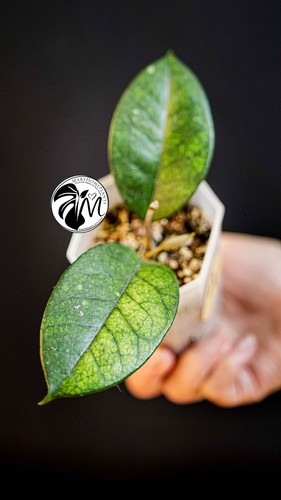 Hoya motoskei full plant - hoya,