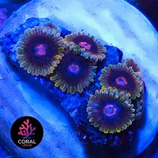 Jedi Mindtrix 8 Head Zoa Colony Frag WYSIWYG