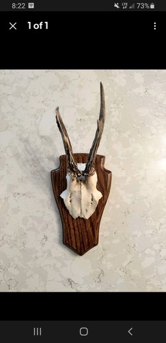 Oak roe deer antler - roe,