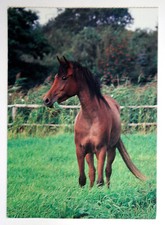 Horses Postcard - Brown Arab? Heye 1993