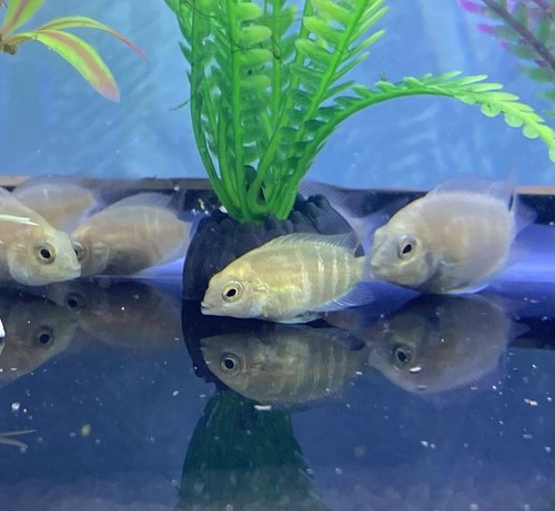 White pink convict cichlid - white/pink, x5