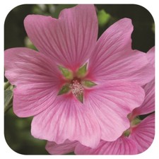 Lavatera clementii ‘Bredon Spings’ x 1 Plug Plant 'Tree mallow Hardy shrub'