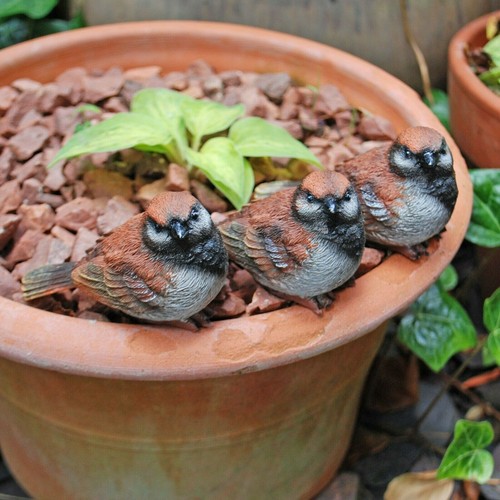 Pot topping sparrow bird - pot,