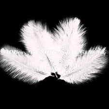 White Natural Genuine Ostrich