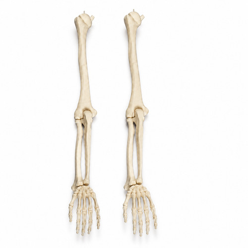 Human skeleton arm - skeleton,