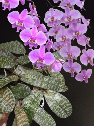 Phalaenopsis schilleriana - phalaenopsis, x