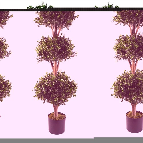 120cm pair buxus - buxus, triple