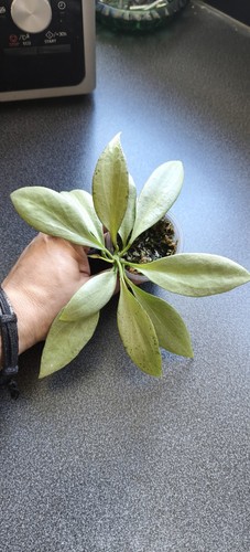 Hoya new guinea ghost - hoya,