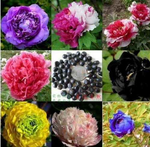 Mixed hybrid tree peony