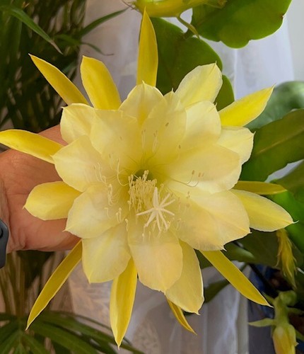 Epiphyllum davids golden - 1,