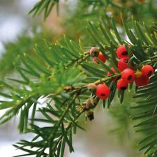 T&M English Yew Hedging Hardy