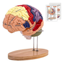 Human Brain Model 2 Times Life