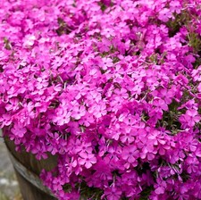 Phlox plug plants deep - phlox, pink