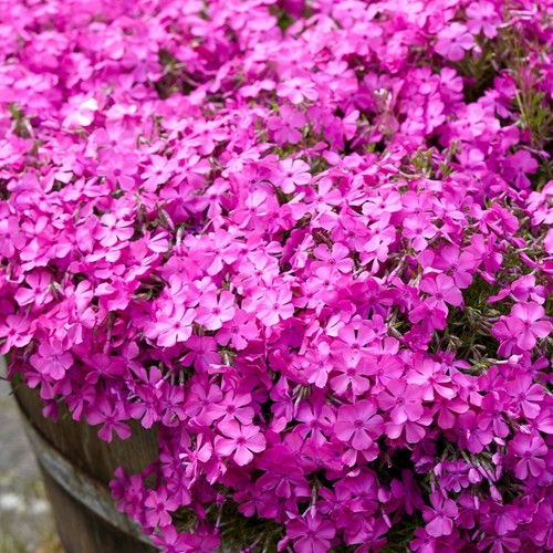 Phlox plug plants deep pink - plants,