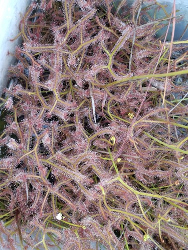 Drosera binata aka the - binata,