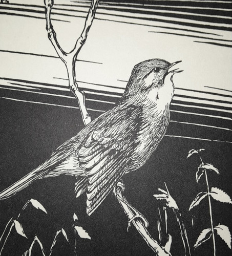 Nightingale peter scott bird - peter,