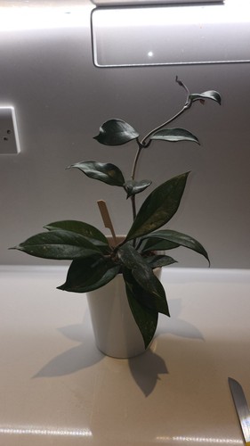 Hoya carnosa stardust rare - carnosa,