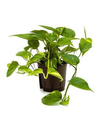 Golden pothos scindapsus - pothos,