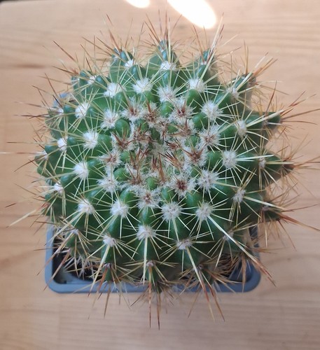 Parodia notocactus cactus - a2,