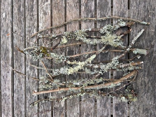 Live lichen twigs - lichen,