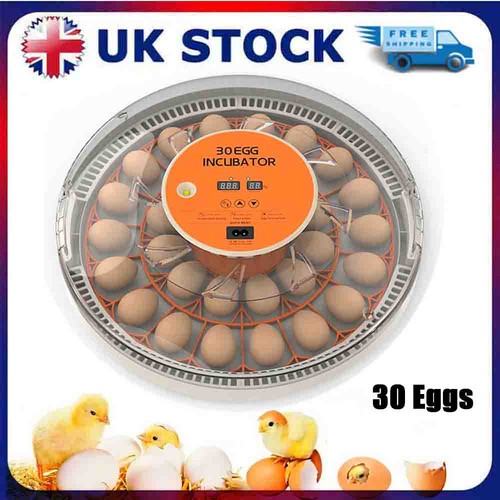 Automatic digital eggs - digital,
