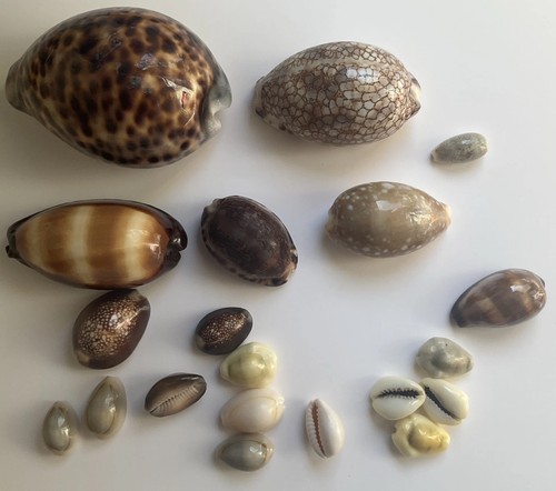 Cowrie shells collection of - shells,