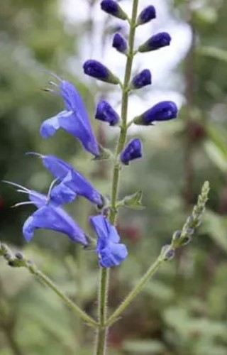 Salvia amena - amena,,