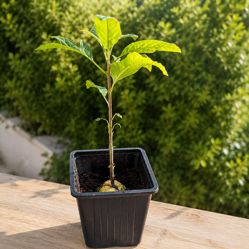Avocado plant grown from seed - plant,