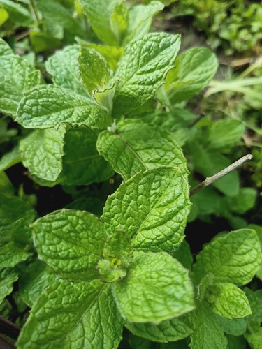 Apple mint perennial herb - apple,