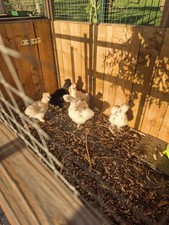 Ornimental Silkie Eggs X6 NOT