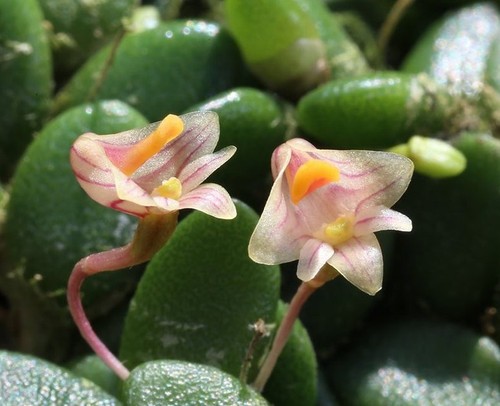 Rare dendrobium lichenastrum - dendrobium,