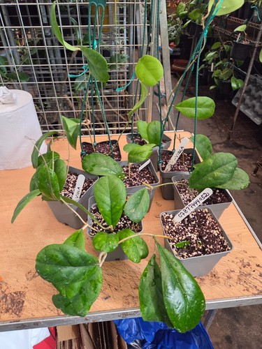 Hoya viola leaf plant - hoya,