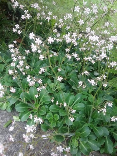 Saxifraga london pride hardy - saxifraga,