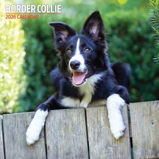 Border Collie 2026 Traditional Calendar