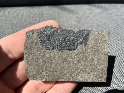 Rare fossil fish - fish, scales