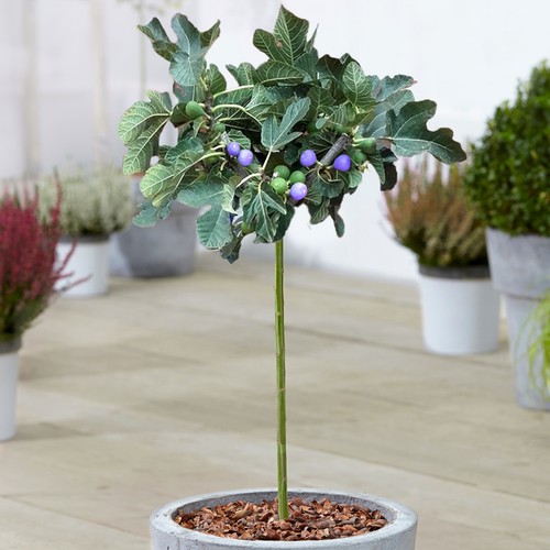 Ficus brown turkey tree - ficus,
