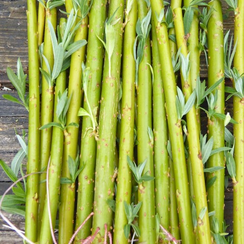 20cm hybrid willow - 20,