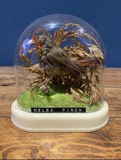Vintage Melba Finch Taxidermy