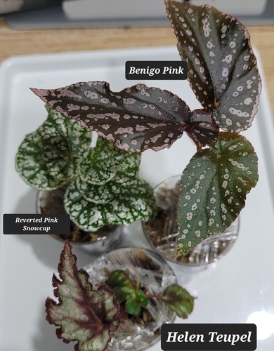 Begonia bundle rare - of,