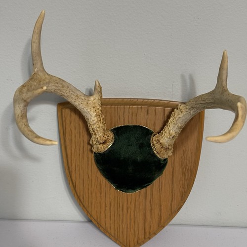 Vintage deer antlers trophy - vintage,