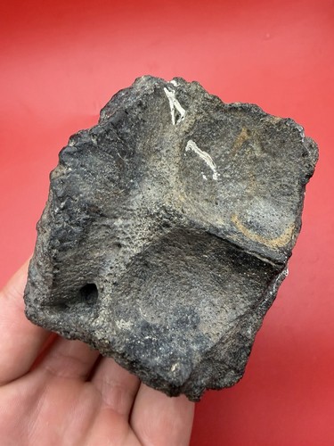 Dugong skull cap fossil - skull,