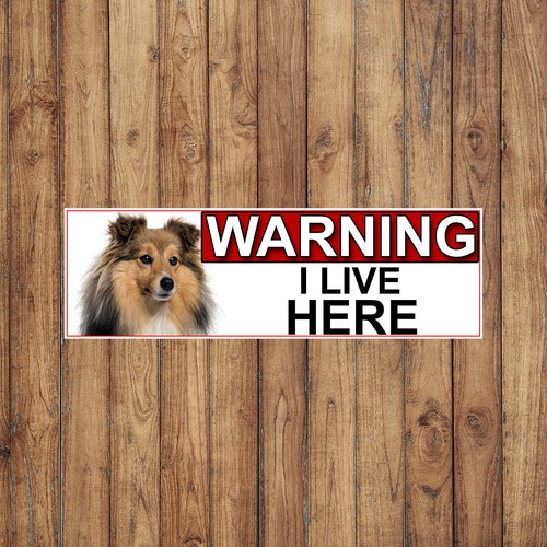 Shetland sheep dog - sheep,