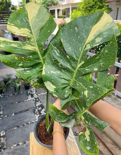 Rare monstera coffee cup - rare,